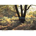 D097408 Swan Woods. Stock. Mrs. P. E. Turer. St...