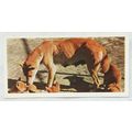 Lyons Tea card Australia No. 16 Dingo Family