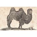 CAMEL 1810 Oliver Goldsmith ANTIQUE ENGRAVING