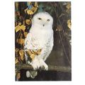 SNOWY OWL...unused vintage postcard #