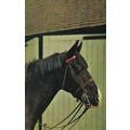 Horse Postcard used VGC