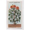 1923 Wills Cigarette card Gardening Hints 32 St...