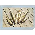 MN GEN Postcard Walleyed Pike Minnesota's Offic...