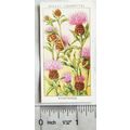 1936 Wills, Wild Flowers No. 18 Knapweed