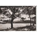 (83) LE LAVANDOU Plage de la Favterre - Collect...