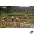 Sri Lanka PC - Transplanting paddy, Gampola