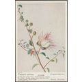 Caper - Capparis Spinosa, c.1910s - Postcard