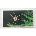 1988 Players Doncella The Living Ocean No. 7 Se...