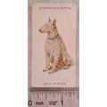 1931 John Player & Sons Dogs No. 40 Bull Terrier