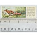 1935 Typhoo Swiss Family Robinson No. 16 Jack e...