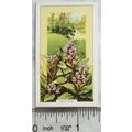 1939 Gallaher's Wild flowers No. 21 Self-heal