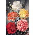 D025221 Carnation. Dixon