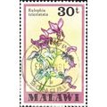 MALAWI, FLOWER, Eulophia tricristata, lilac 197...