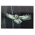 TAWNY OWL...unused postcard animals by J.Arthur...