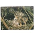 LONG EARED OWL...unused postcard by J.Arthur Di...
