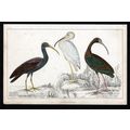 PAPILLATED, WHITE AND METALLIC IBIS 1850 Oliver...