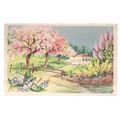 FRENCH used antique postcard TREES OF BLOSSOM n...