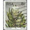 SOUTH AFRICA, FLOWER, Protea mundii, grey 1977,...