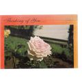 A PINK ROSE, ZAMBIA used postcard 1991 postmark #