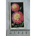 1936 Carreras Flowers No. 37 Dahlias