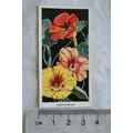 1936 Carreras Flowers No. 33 Nasturtiums