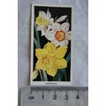 1936 Carreras Flowers No. 34 Narcissus