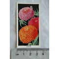 1936 Carreras Flowers No. 35 Zinnias