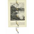Warwick Castle From The Park, Book Illustration...