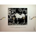 White Horse & Black Ducks No 2, Book Illustrati...
