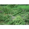 SISSINGHURST CASTLE GARDEN - Rose Garden - Kent...