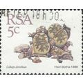 SOUTH AFRICA, SUCCULENT, Lithops dorotheae, whi...
