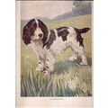 A CLEVER DOG...SPANIEL illustration by Albert K...