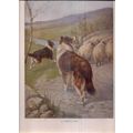 A USEFUL DOG..SHEEPDOG. illustration by Albert ...