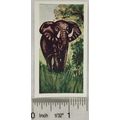 Neilson's Interesting Animals card No. 31 elephant