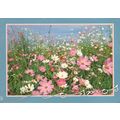 South Africa postcard of Cosmos flowers