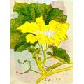 Journal Japanese Squash Blossom Lined Paperback Journal