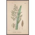 REED MEADOW-GRASS 1872 John Edward Sowerby PLAN...