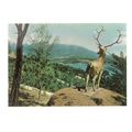 HEALTH RESORT, CRIMEA unused vintage postcard (f)
