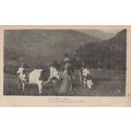 Italian Lady With Farm Cows Italy 1918 WW1 Post...