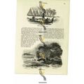 Cape King William & Trading Canoe, New Guinea, ...