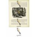 Conflict, Jaguar & Ant-Eater, Amazon Region, Br...