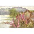 Westmorland RYDAL Foxgloves Art Postcard (Ruddo...