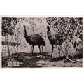 Emu Nest Australian Antique Real Photo