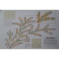 Embroidery transfers Mimosa Sprays for serviett...
