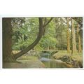 By the Ornamental Drive in the New Forest near ...
