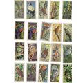 24 x TROPICAL BIRDS tea cards by Brooke Bond Te...