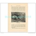 LION IN AMBUSH, AFRICA, Book Illustration, c1883