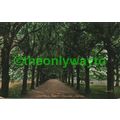 Lime Walk, Trinity College, Oxford, Rare Valent...