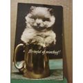 BRIMFUL OF MISCHIEF! KITTEN used vintage postca...