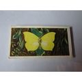 1963 Brooke Bond Tea British Butterflies Card #...